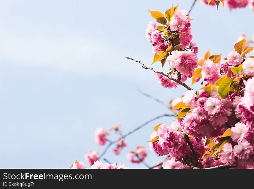 Close-Up Photography of Pink Flowers