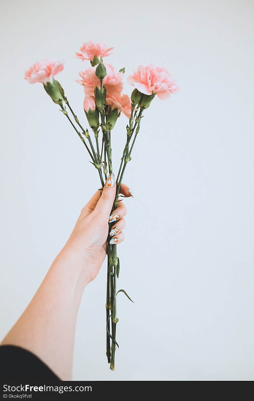 Person Holding Pink Flowers