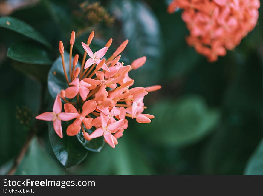 Shallow Focus Photography Of Santan Flowers