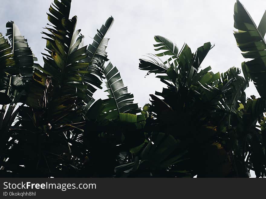 Banana Trees