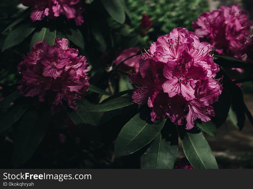 Photography Of Pink Petaled Flowers