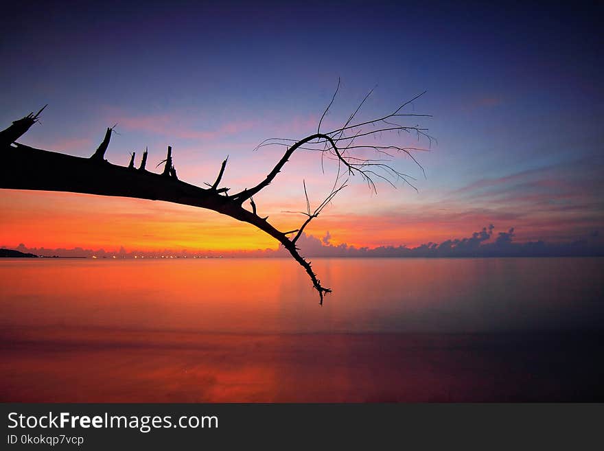 Bare Tree Branch Near Body Of Water During Sunset