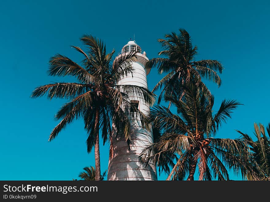 Lighthouse And Coconut Trees