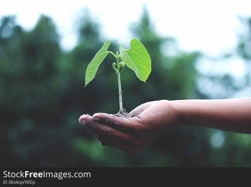 Person Holding A Green Plant