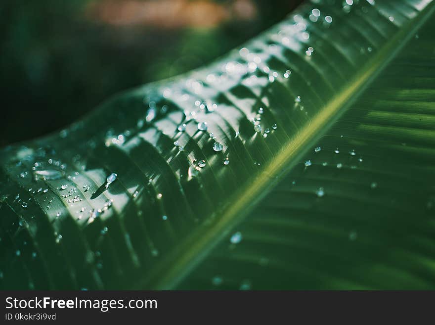 Shallow Focus Photography Of Green Banana Leaf