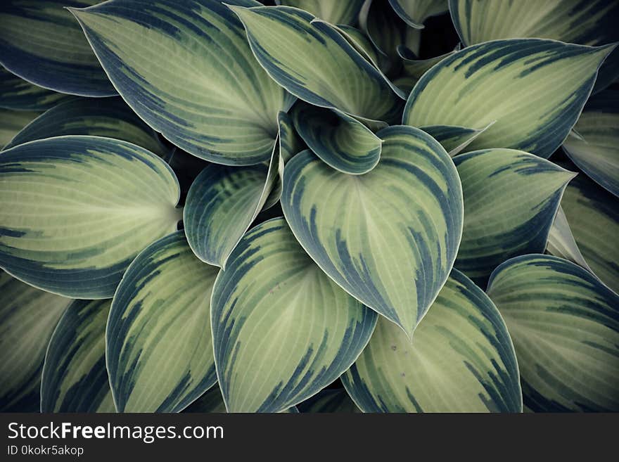 Closeup Photo of Green Variegated Leaf Plants