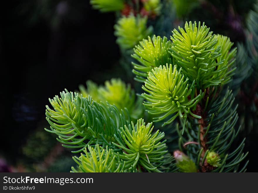 Closeup Photography of Green Plant