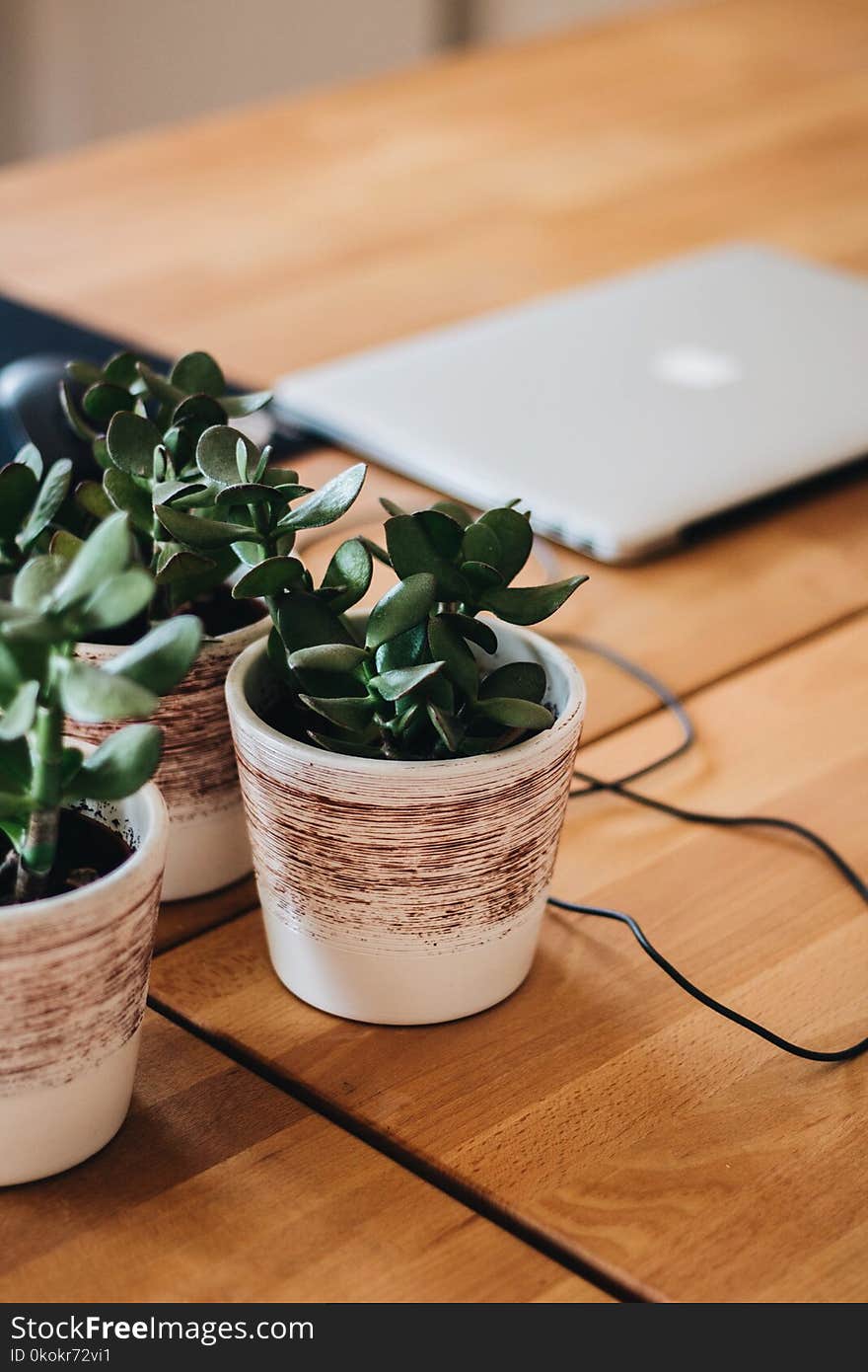 Selective Focus Photography Of Succulent Plants In White Ceramic Pots