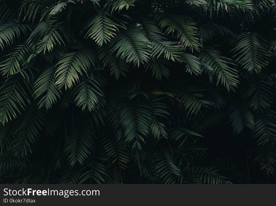 Green Leaves