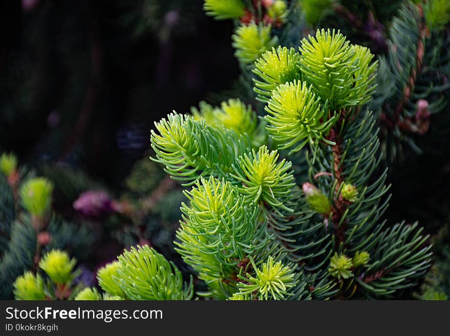 Photo of Green Leaf Plant