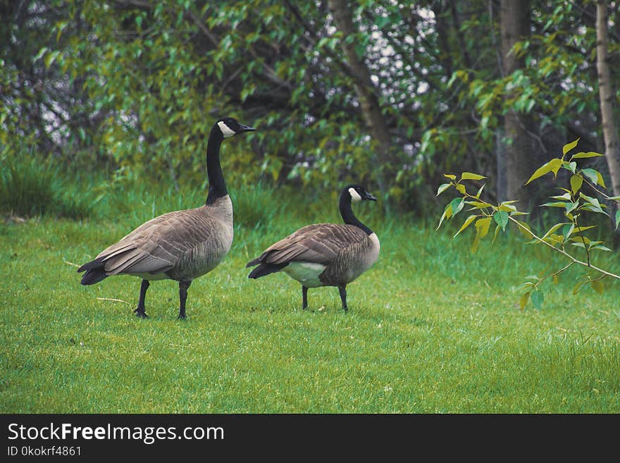 Two Canadian Geese On Green Grass