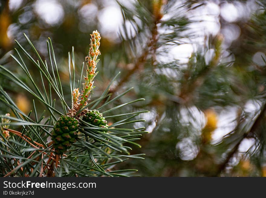 Close Up Photo of Pine Tree