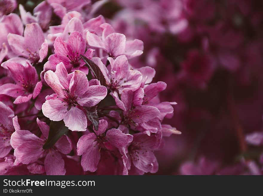 Close-up Photo Of Pink Petaled Flowers