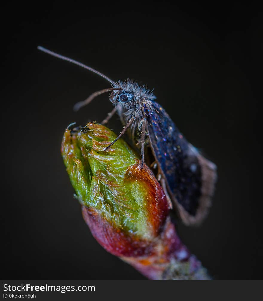 Blue Moth On Green Bud