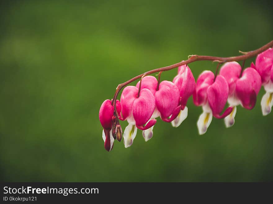 Macro Shot Of Pink And White Flowers