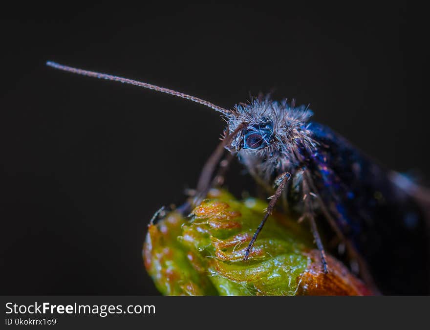 Macro Photography Of Blue Insect