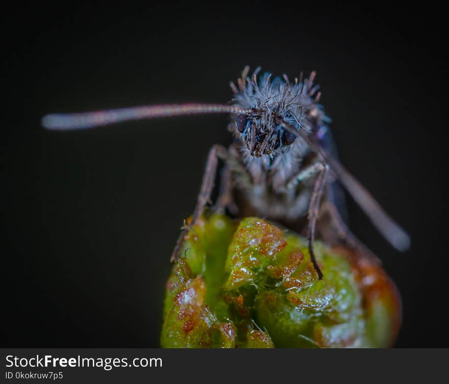 Macro Photography of Blue Moth