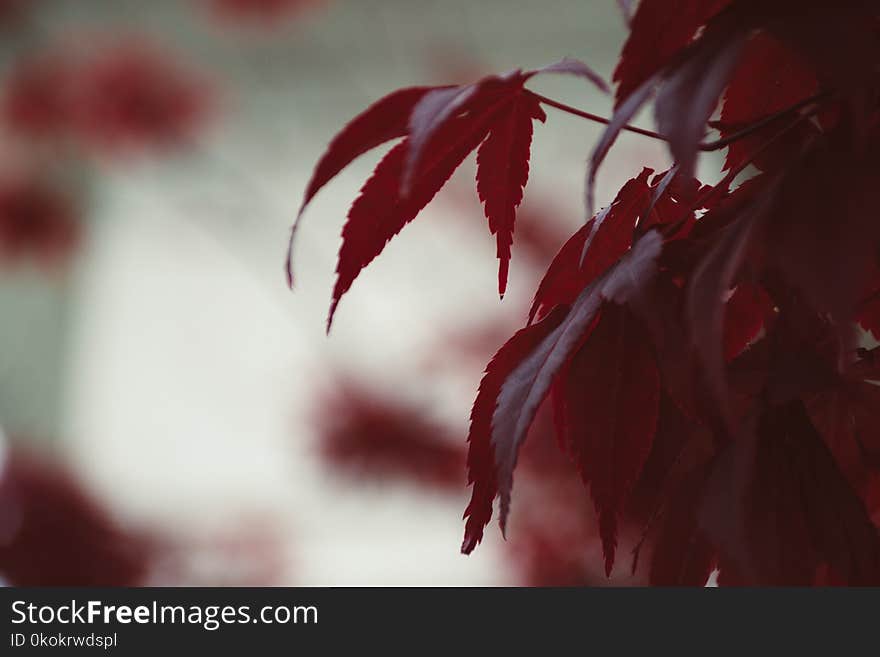 Shallow Focus Photography Of Red Leaves