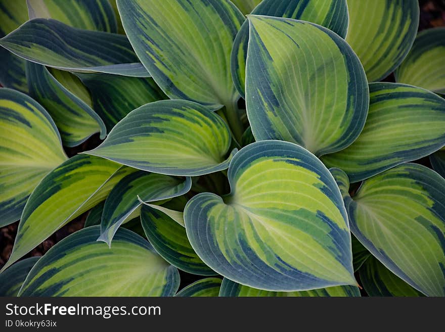 Green and Blue Leaf Plant