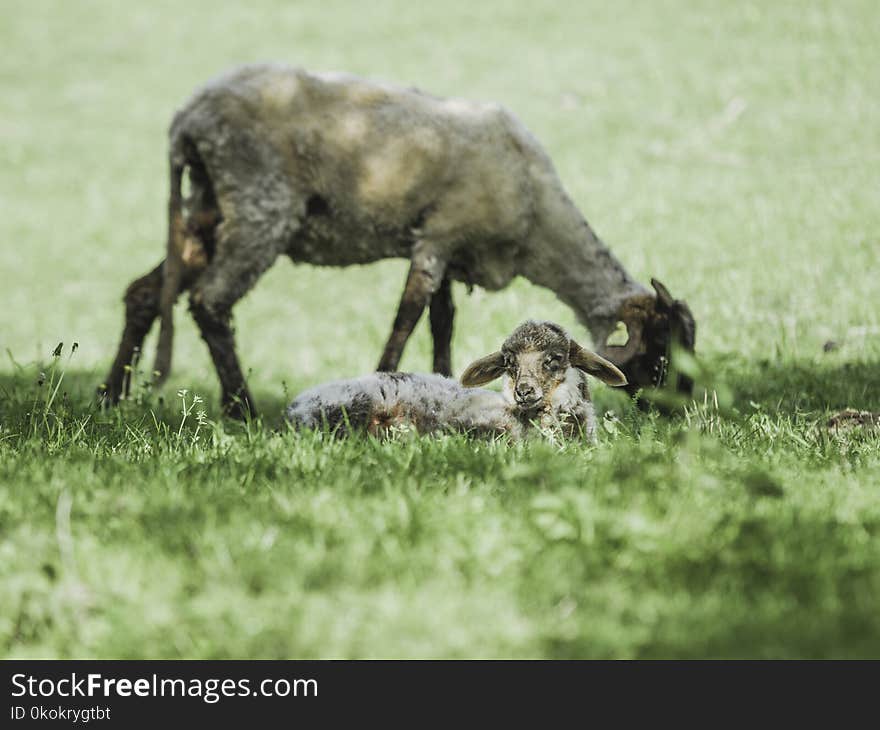 Shallow Focus Photography of Gray Goat