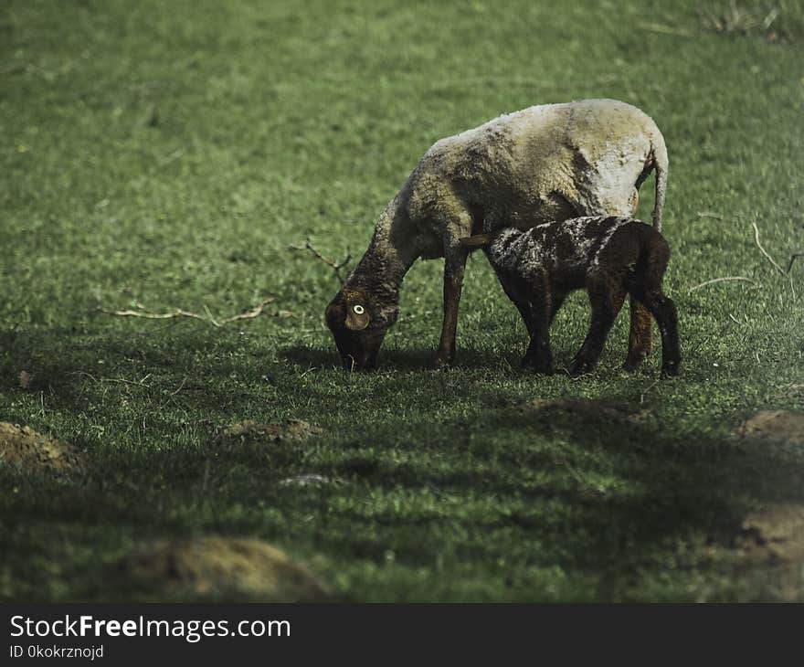 Goat Standing On Green Grass Field