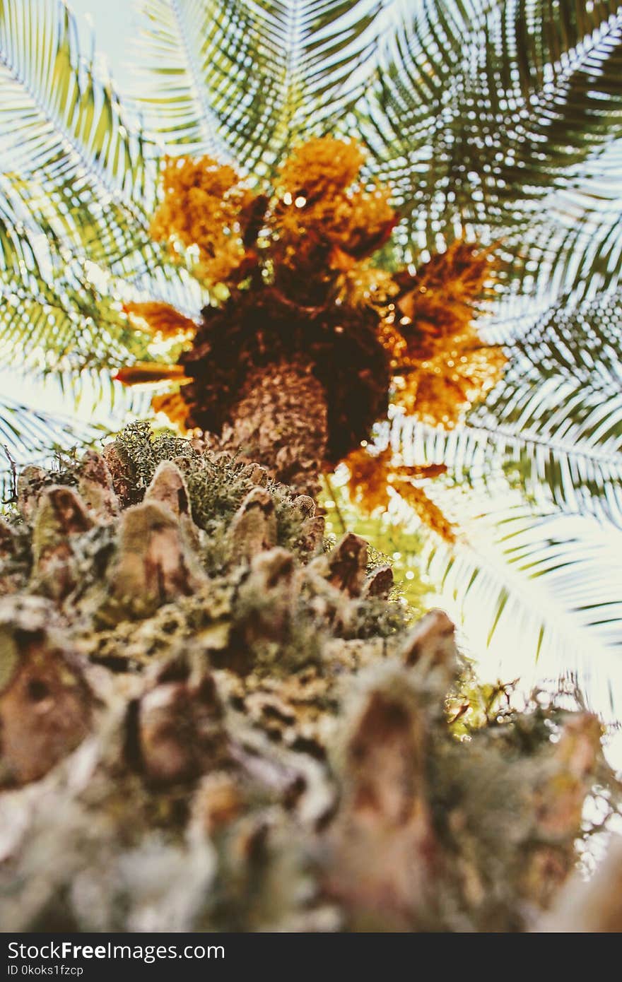 Low-angle Photography of Palm Tree