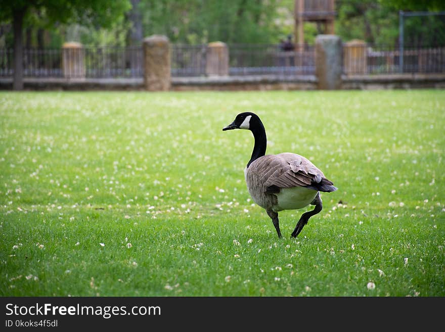 Canadian Goose on Grass Field