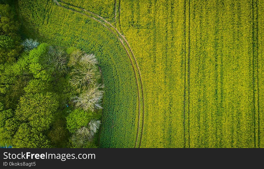 Green Leafed Grass