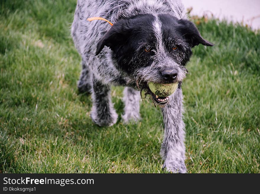 Wire-haired White and Black Dog with Tennis Ball