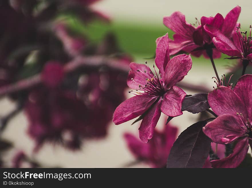 Selective Focus Photography Of Pink Petaled Flowers