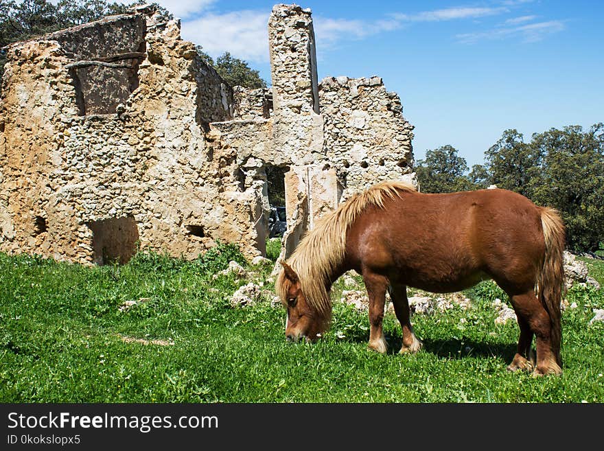 Brown Horse Beside White Concrete Wall