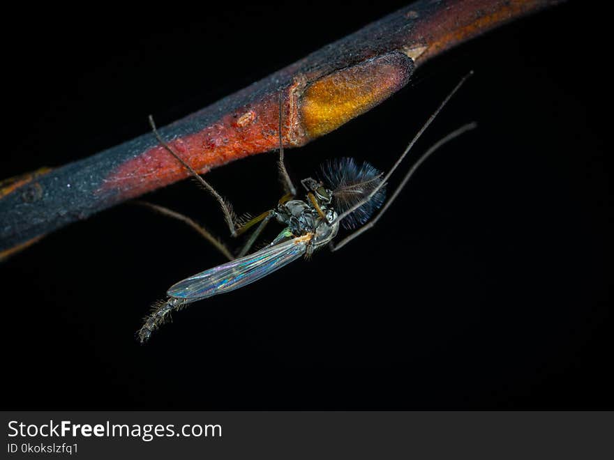 Blue Robberfly on Branch