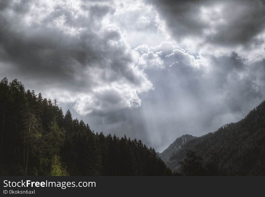 Photography of Pine Trees Under Cloudy Sky