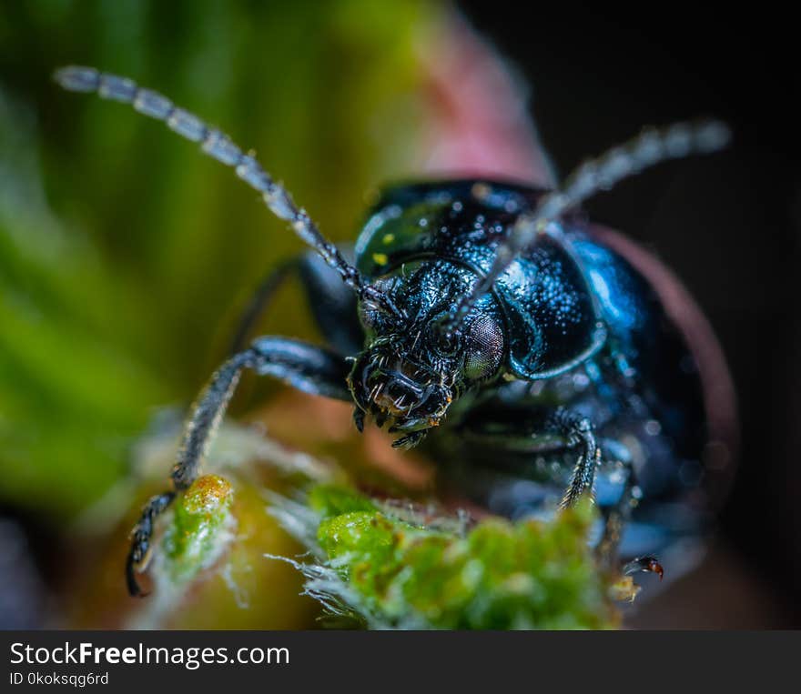 Selective Focus Photography Of Jewel Beetle