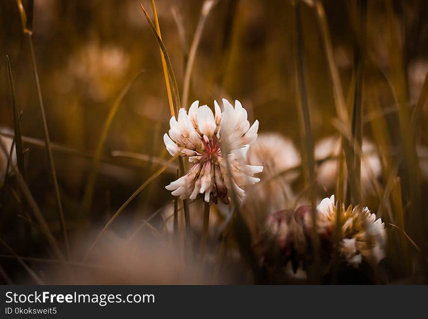 White Petal Flower in Shallow Focus Photography