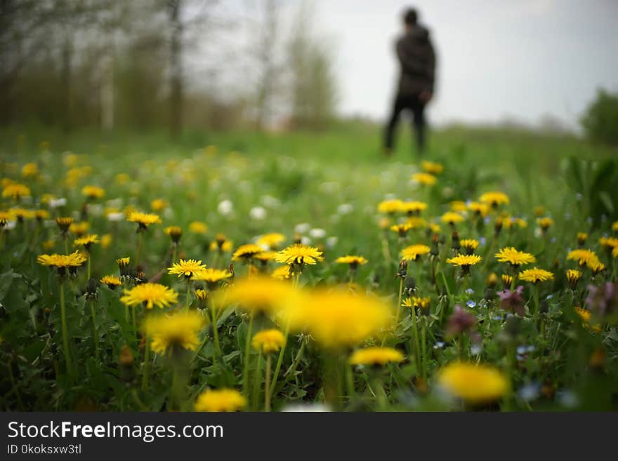 Shallow Focus Yellow Daisies