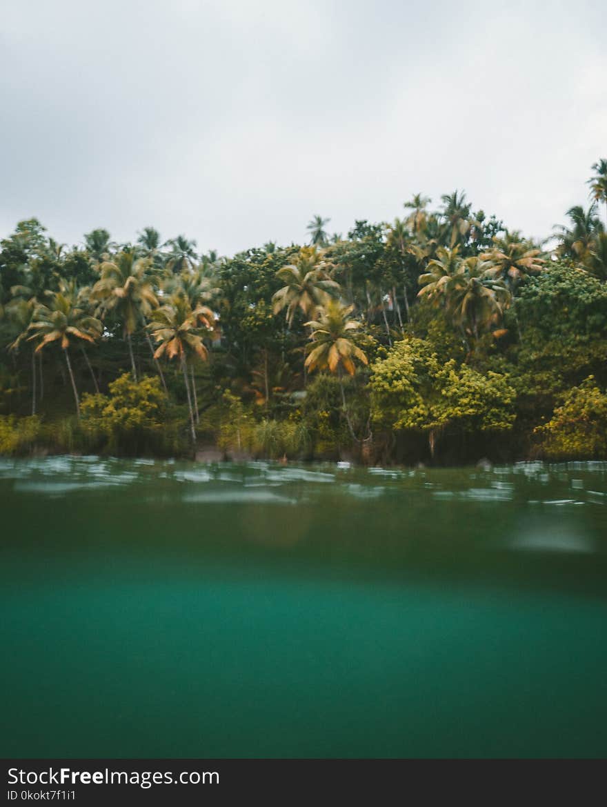 Green Trees Beside Body of Water