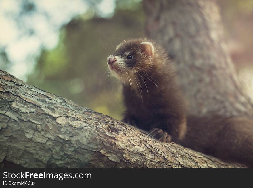 Ferret In A Branch