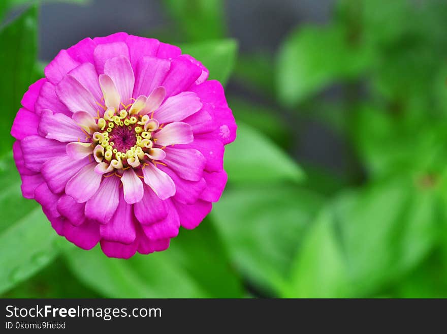 Magenta Crown flower