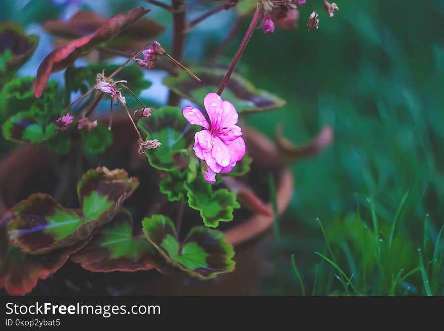 Beautiful garden flowers. Pink heranium.