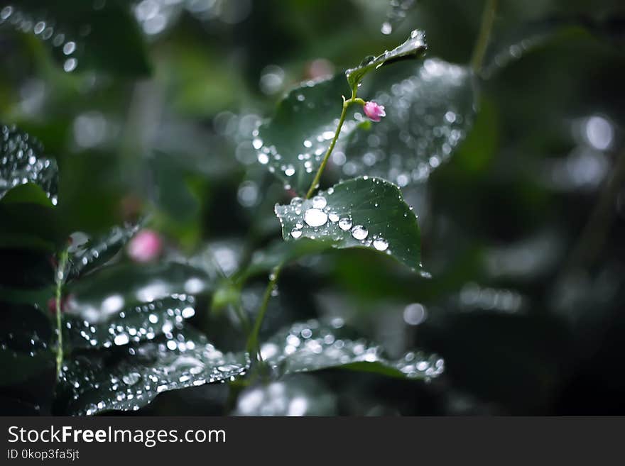 Beautiful green leaves in park with drops of water after rain.