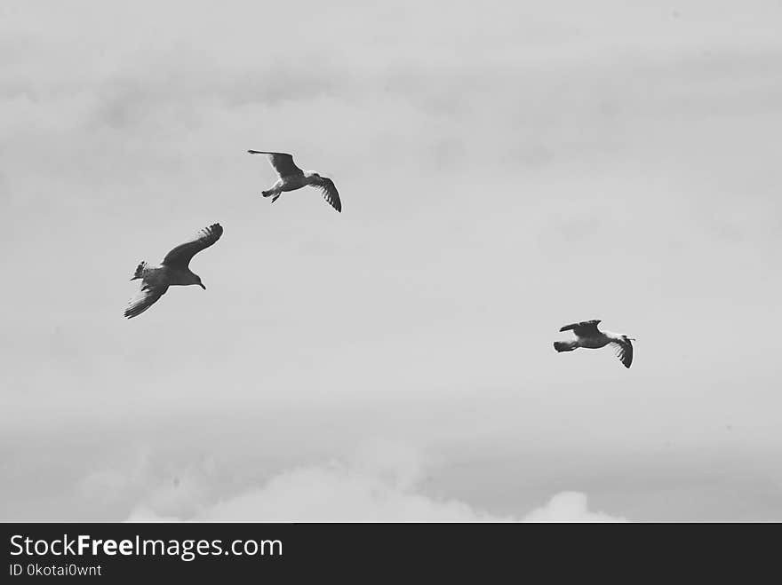 Sky, Bird, Black And White, Flock