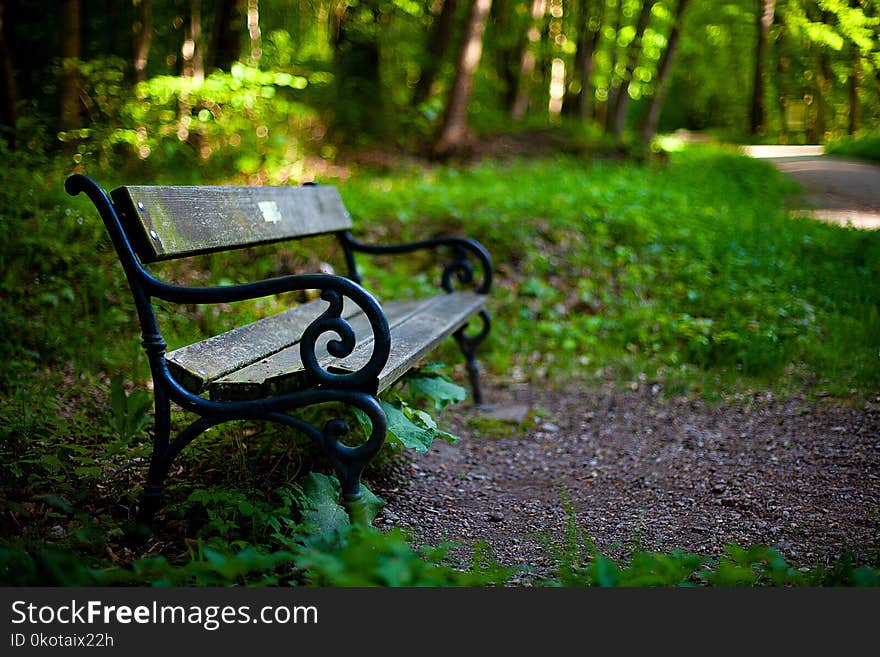 Nature, Tree, Forest, Plant