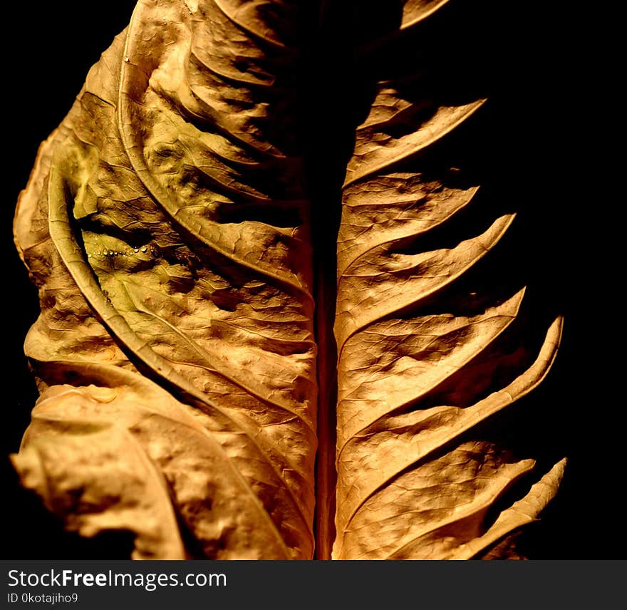 Leaf, Close Up, Plant, Still Life Photography