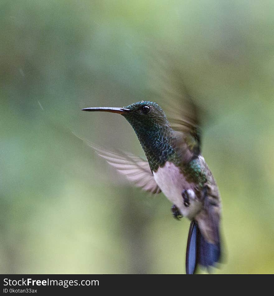 Bird, Hummingbird, Fauna, Beak