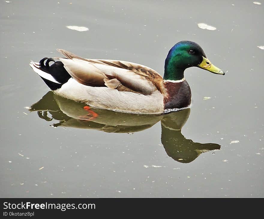 Duck, Mallard, Bird, Water Bird