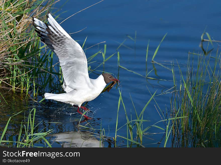 Bird, Fauna, Water, Seabird