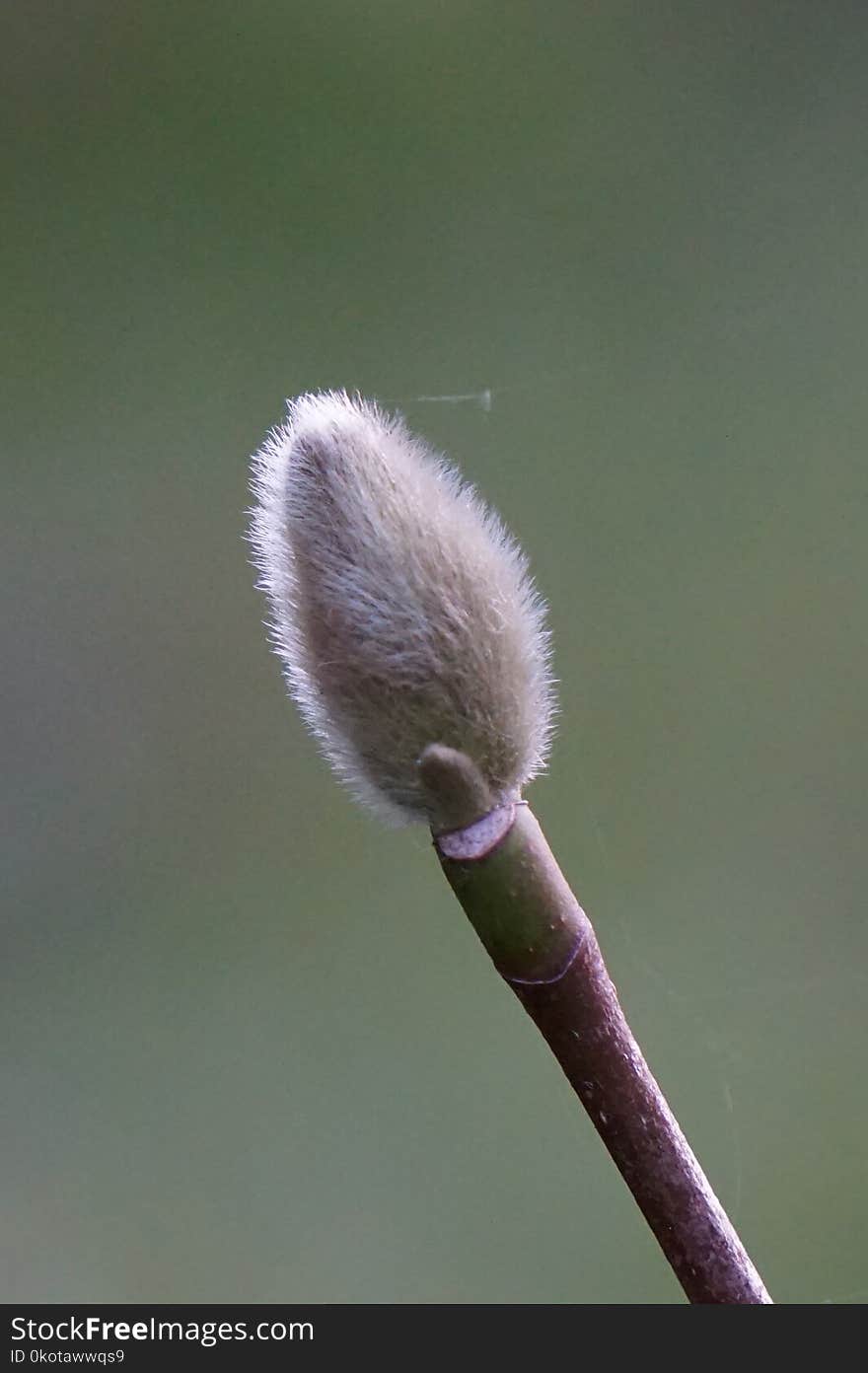 Bud, Close Up, Plant, Flower