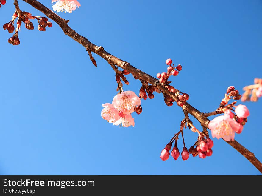 Branch, Sky, Blossom, Spring