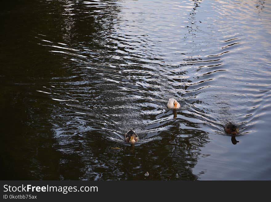 Reflection, Water, Bird, Pond